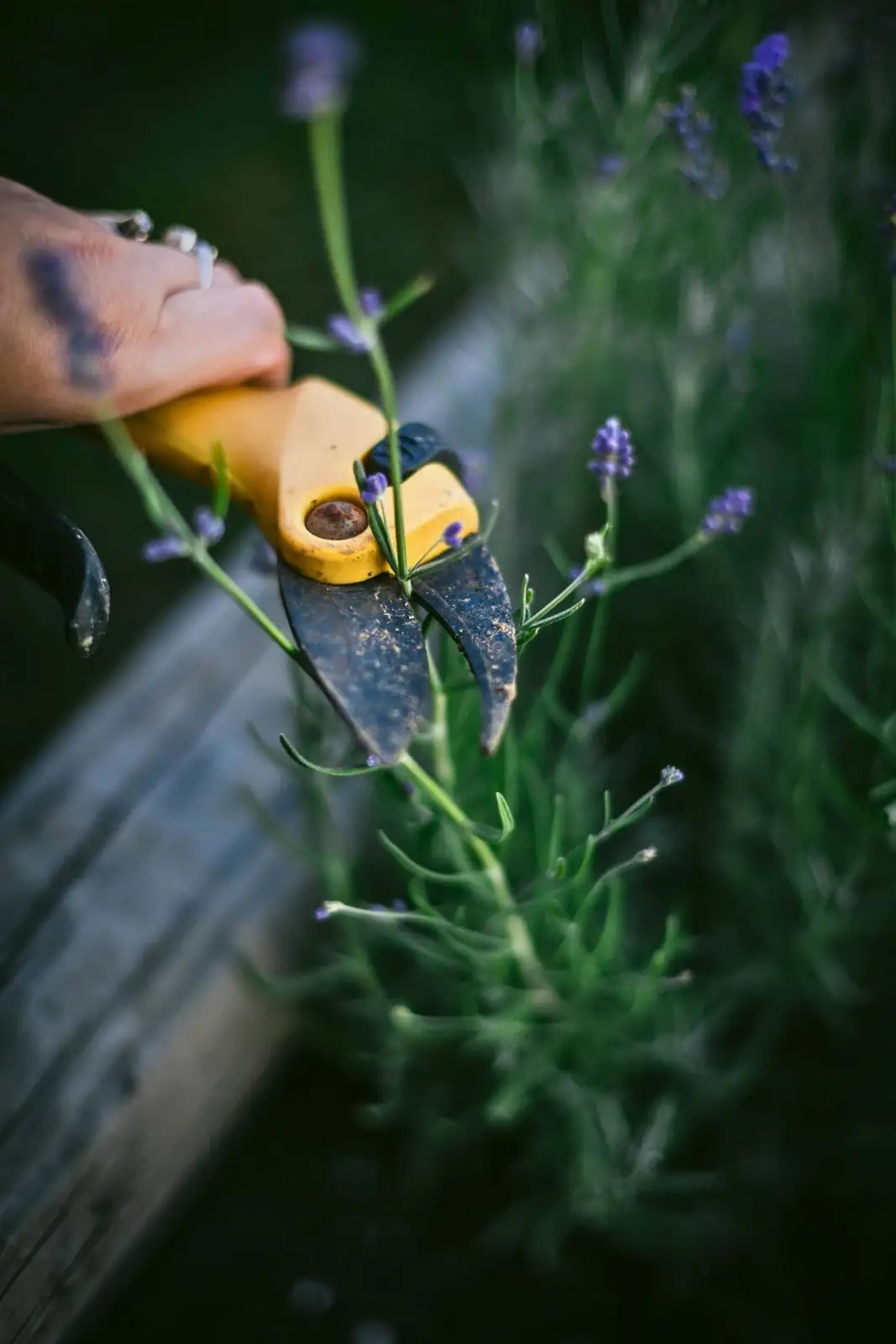 lavender harvest buds close up