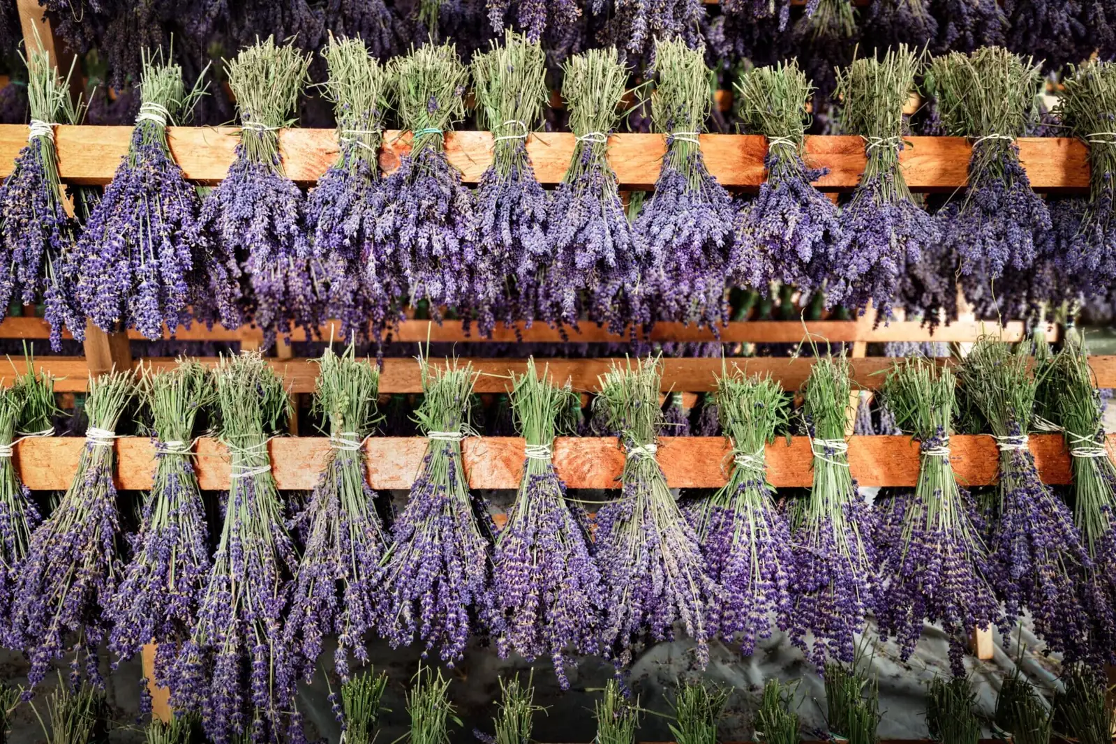 lavender bunches hanging to dry