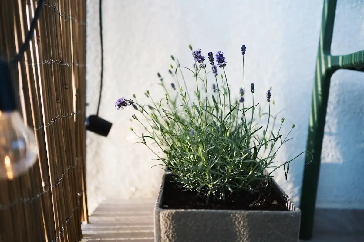 english lavender sunny balcony pot