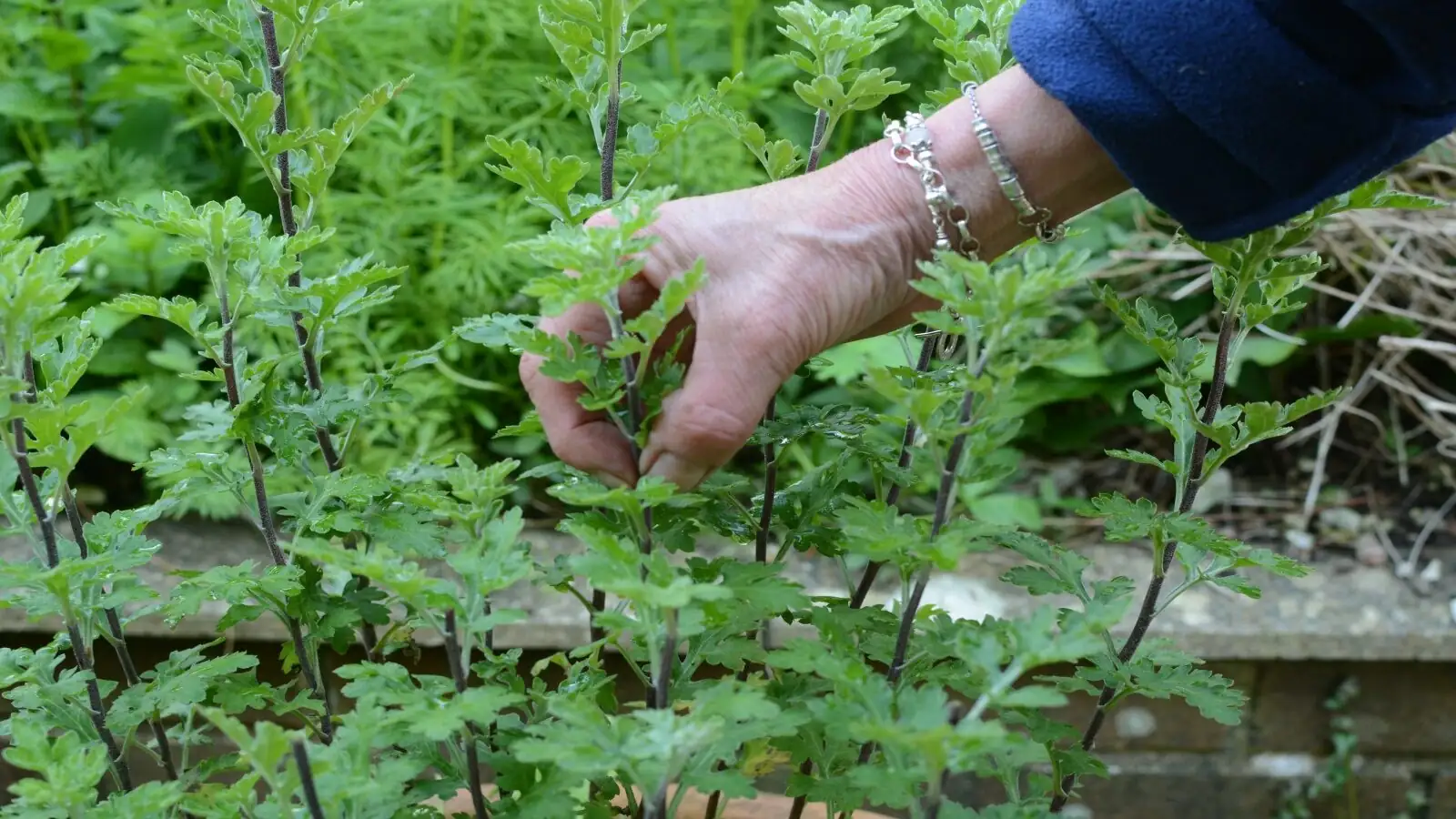 english lavender pinching tips hand