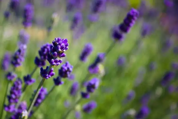 english lavender deadheading scissors close-up