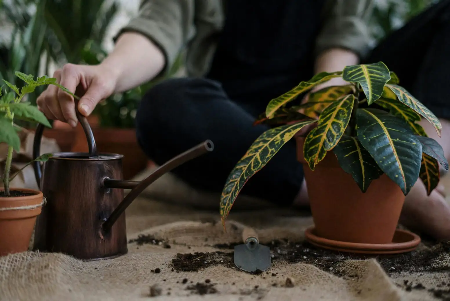 lavender terracotta pot drainage holes