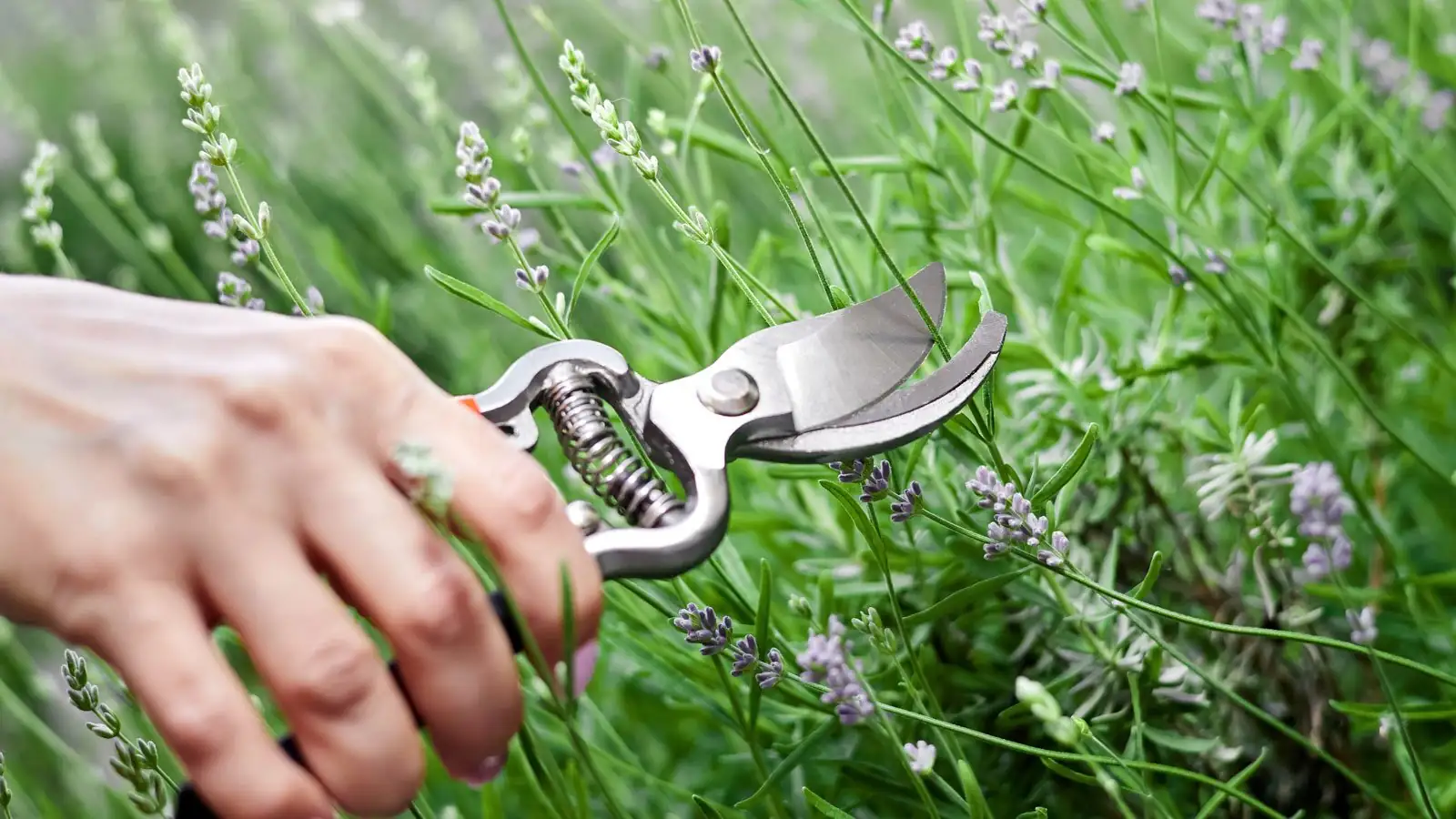 lavender pruning after flowering