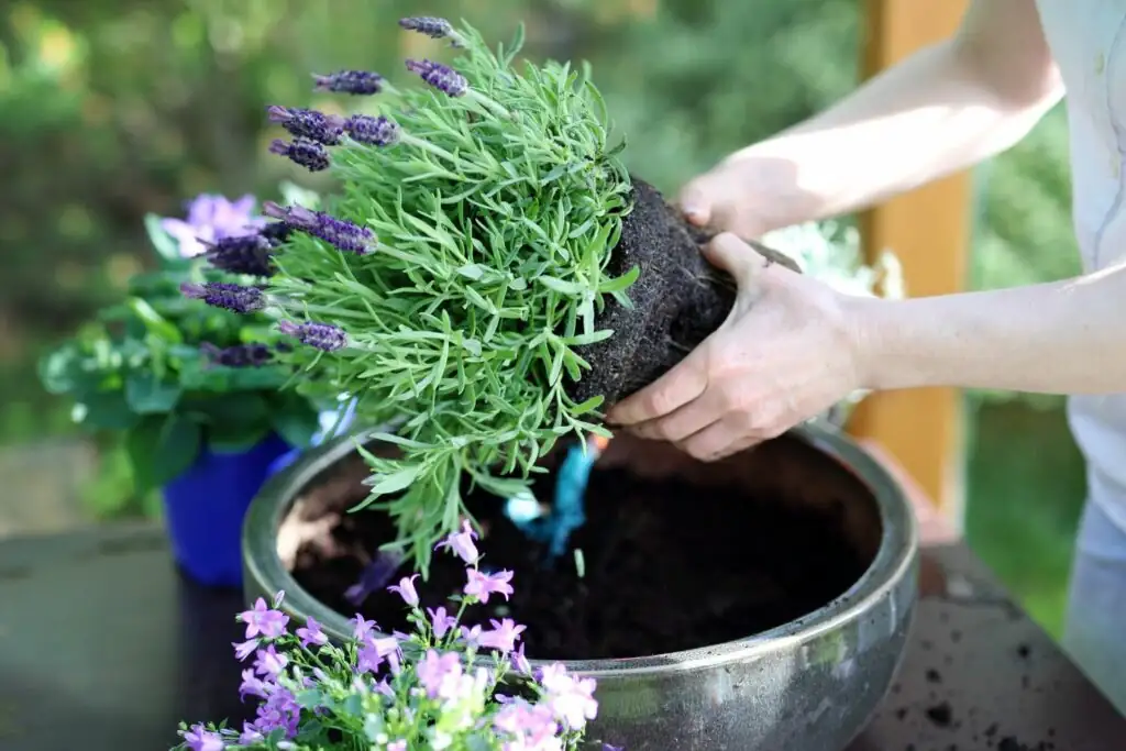 lavender repotting root pruning