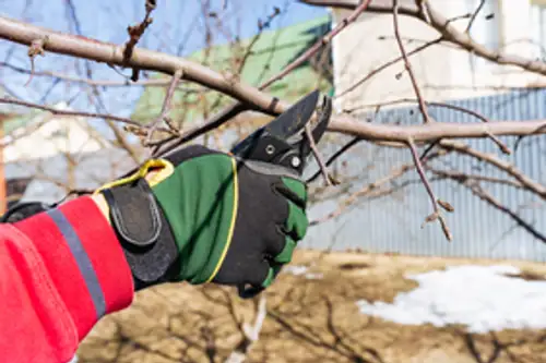 kumquat pruning shears on branch