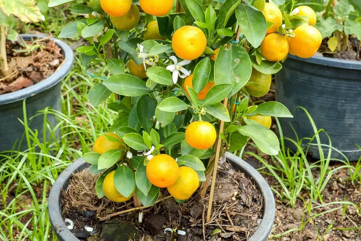 kumquat controlled watering dry soil