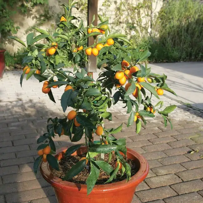 kumquat flowers hand pollination cotton swab