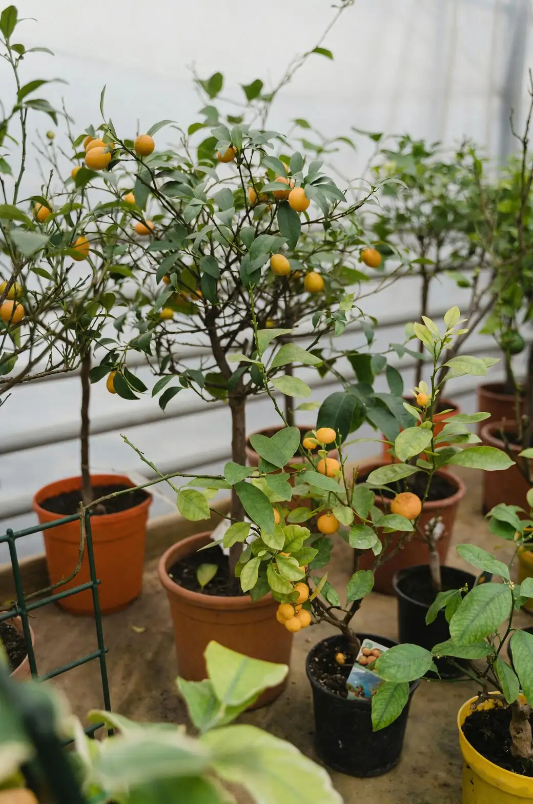 kumquat indoor window winter fruits