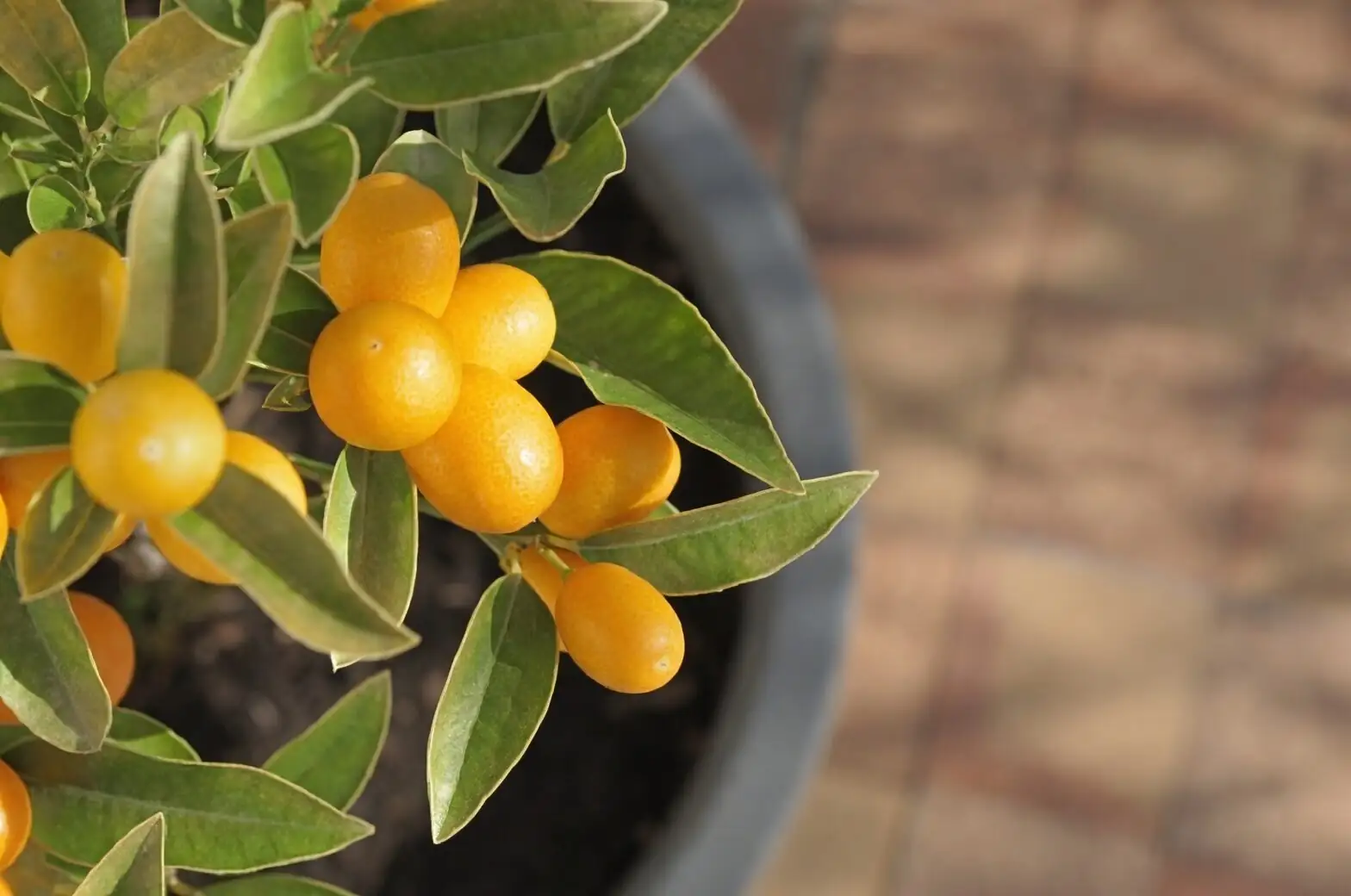 kumquat fruits uniform color