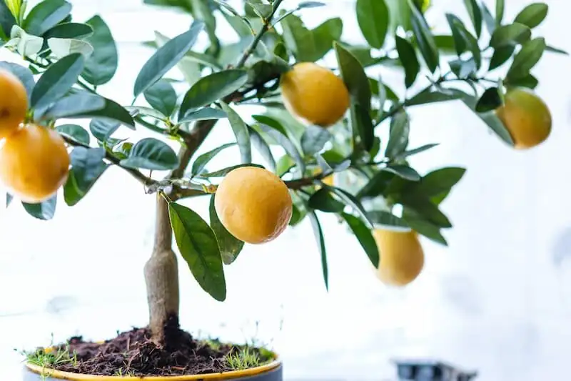 kumquat sunny window indoor