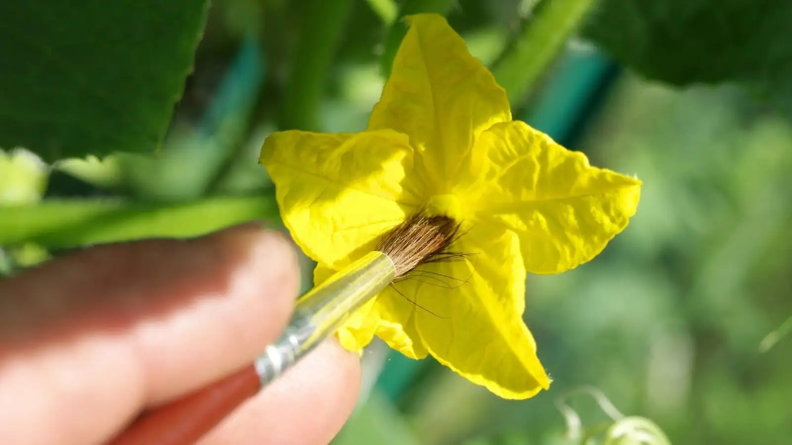 kumquat hand pollination brush