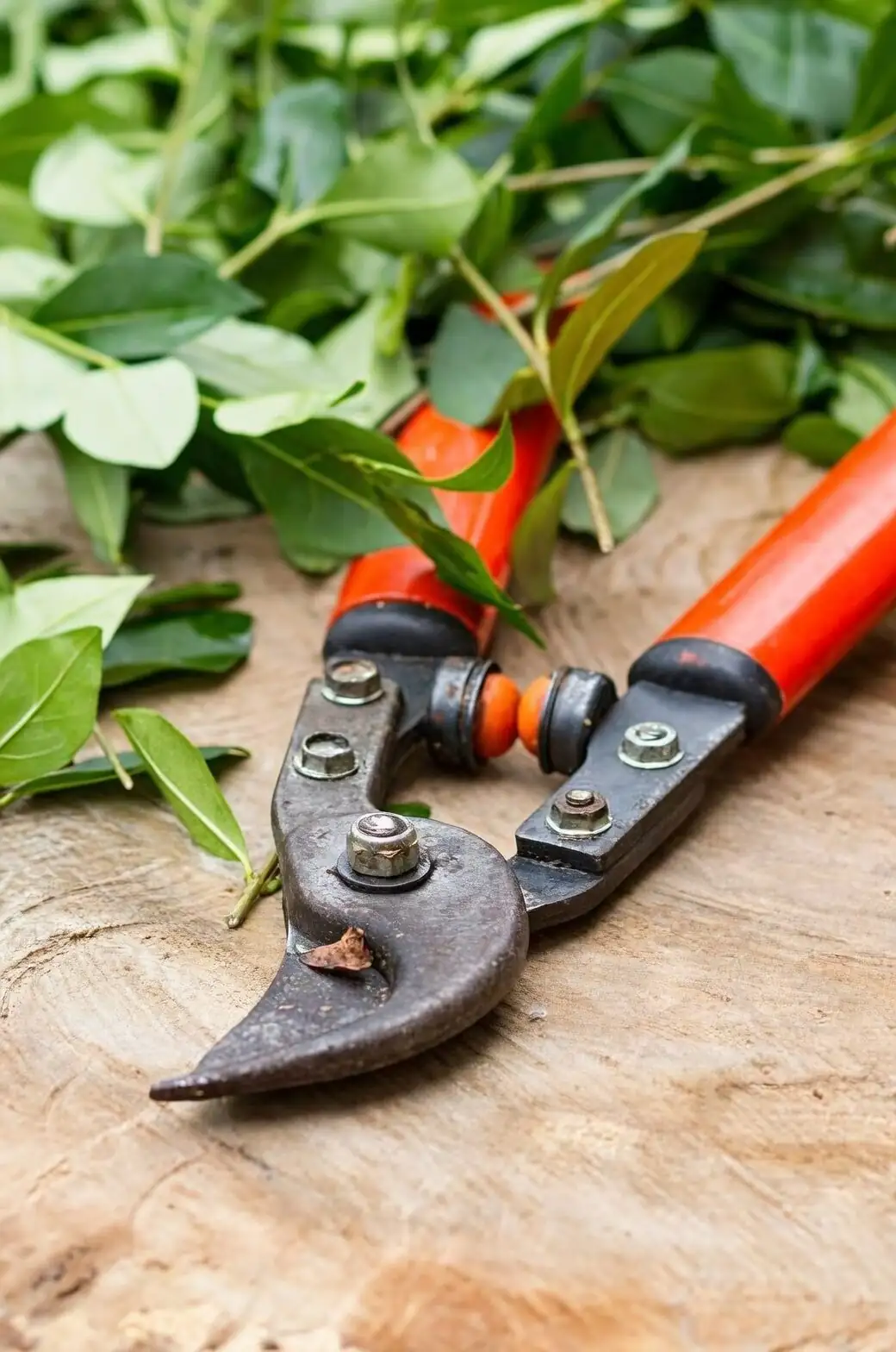 kumquat pruning hand shears
