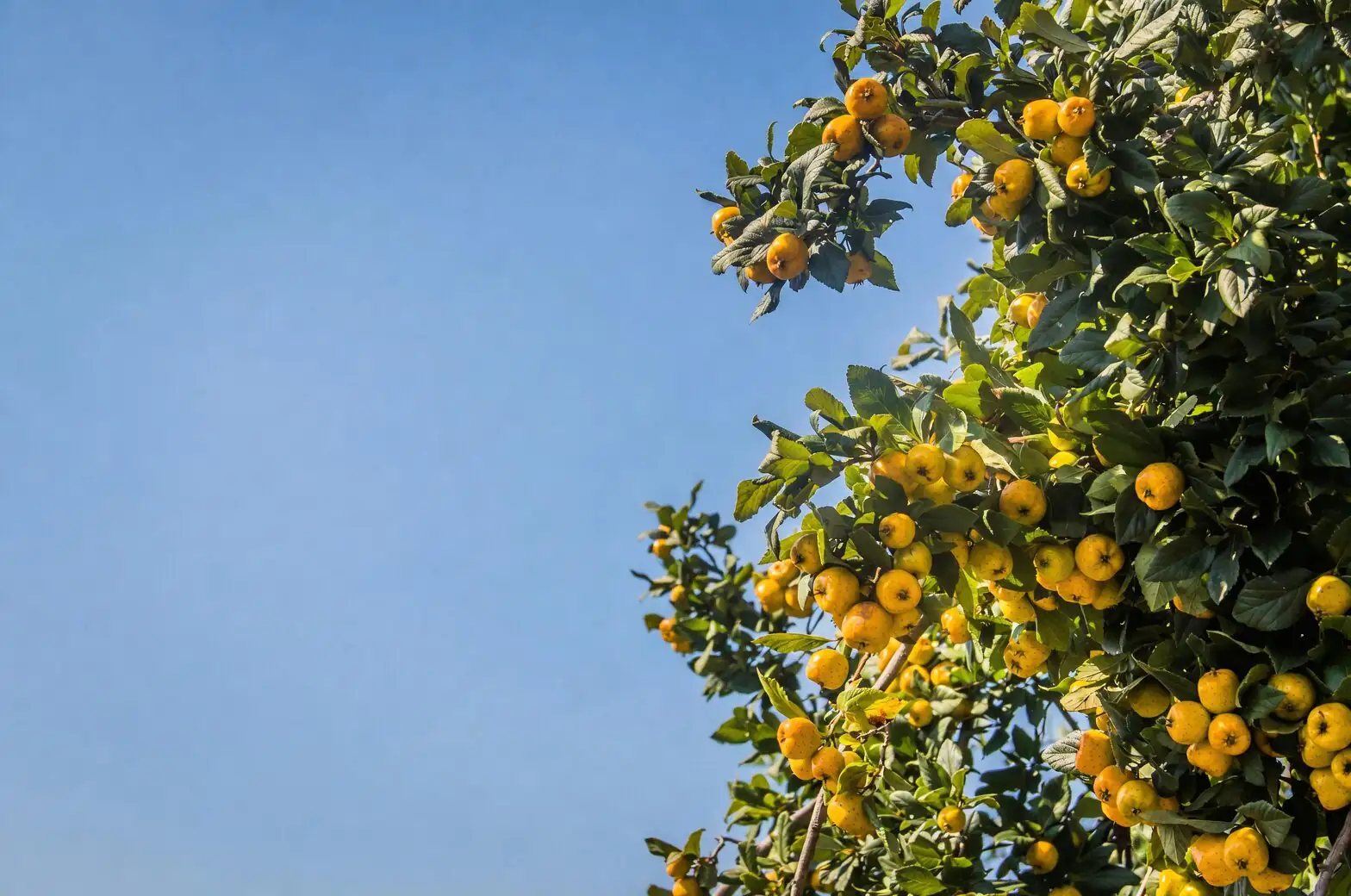 kumquat fruit close-up leaves