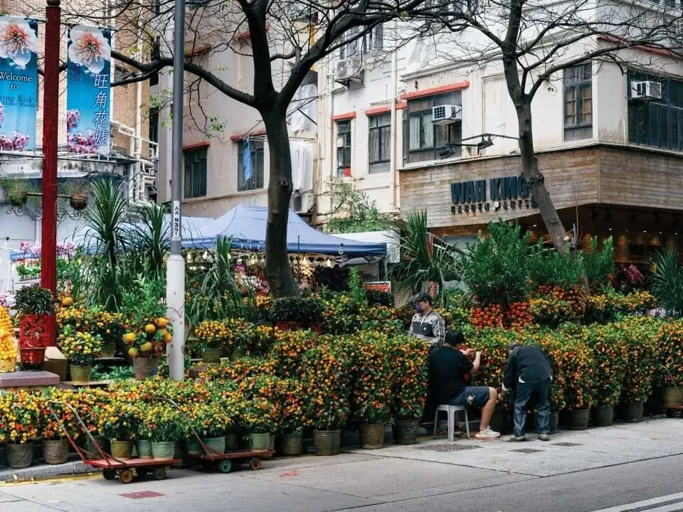 kumquat flower market Guangzhou