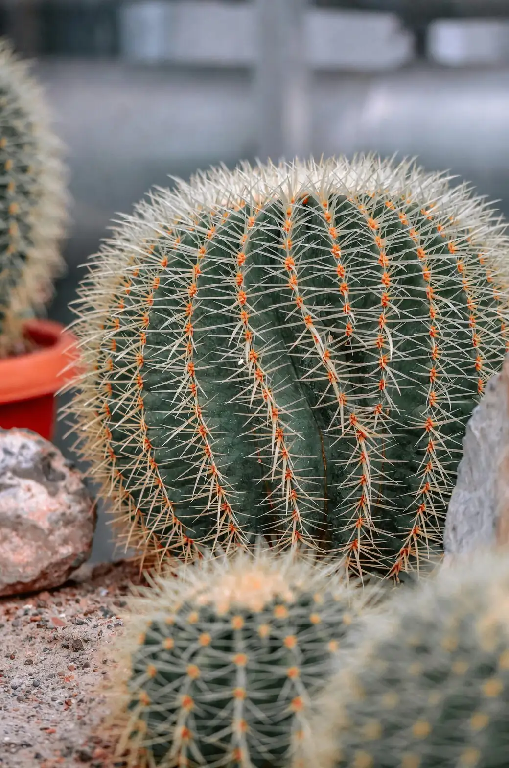 golden barrel cactus winter south window