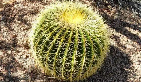 golden barrel cactus sunburn apex