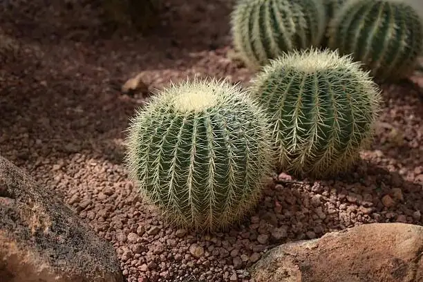 golden barrel cactus root rot