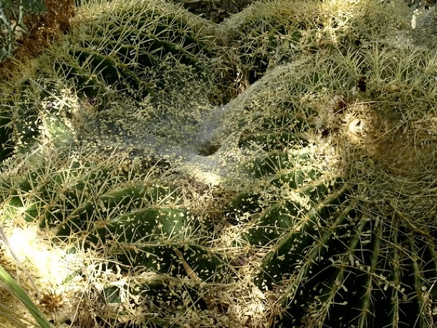 golden barrel cactus spider mites