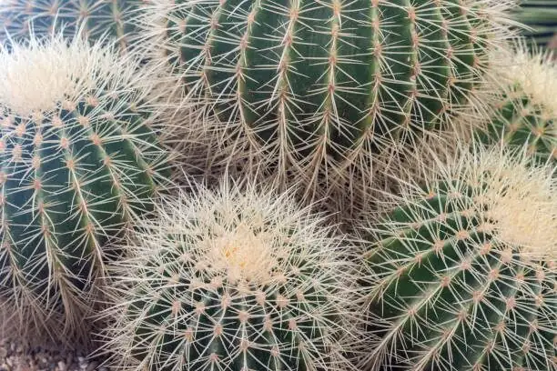 golden barrel cactus nursery propagation trays