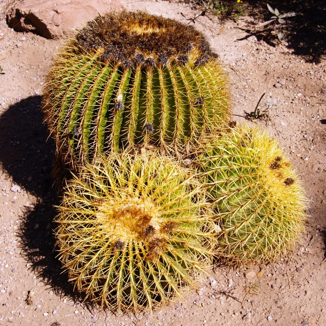 golden barrel cactus desert garden cluster