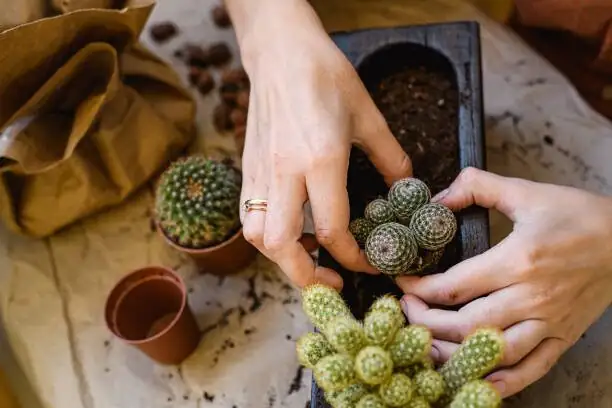 golden barrel cactus watering hands