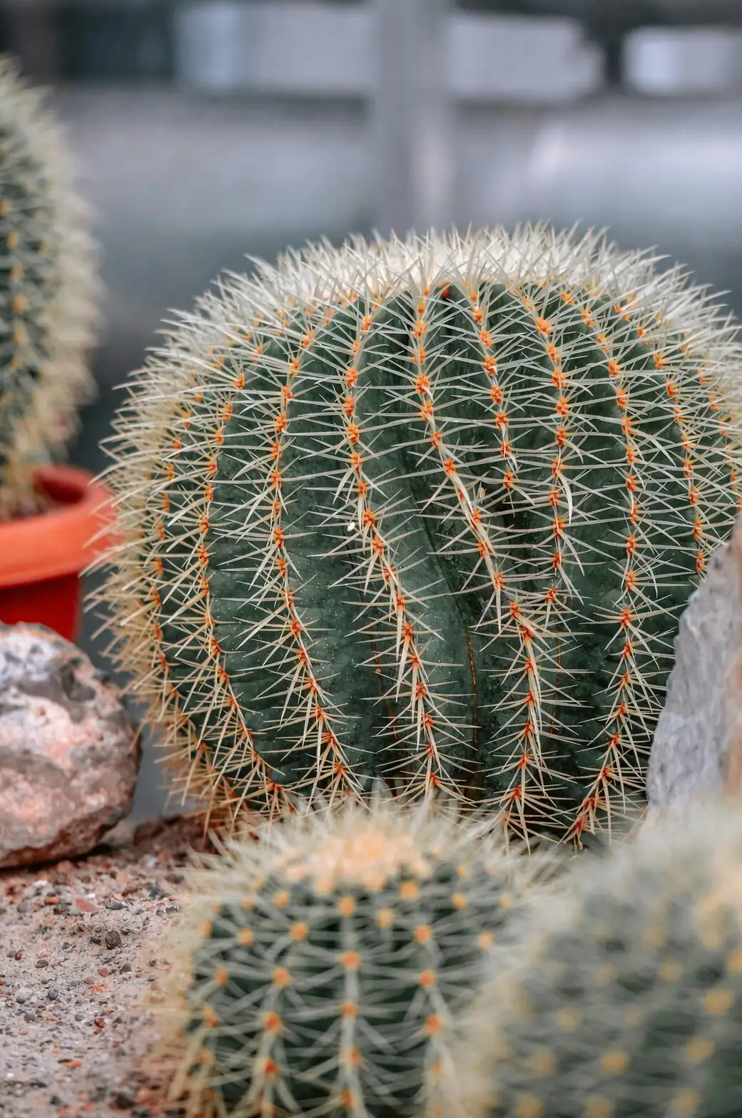 golden barrel cactus on windowsill at night