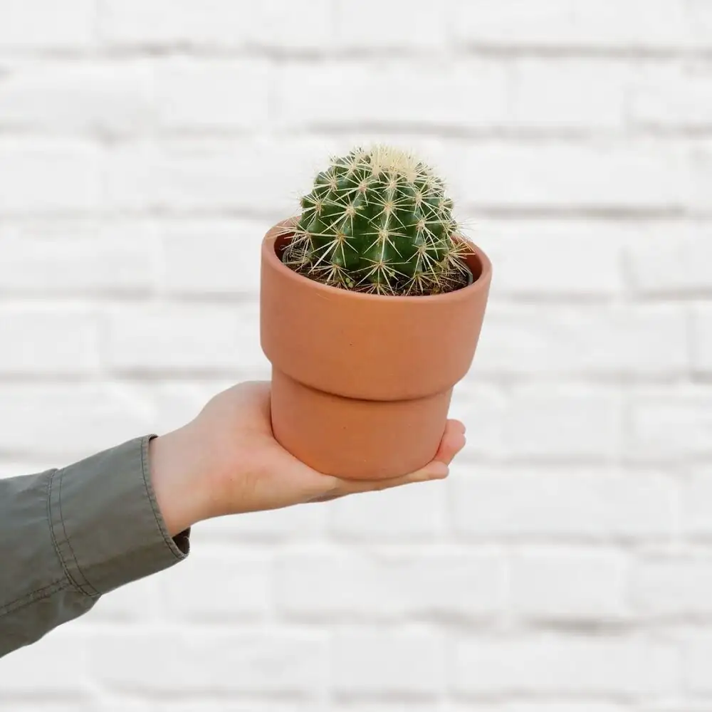 golden barrel cactus compact terracotta pot