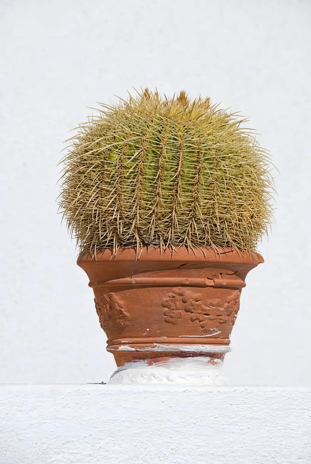golden barrel cactus repotting with tongs