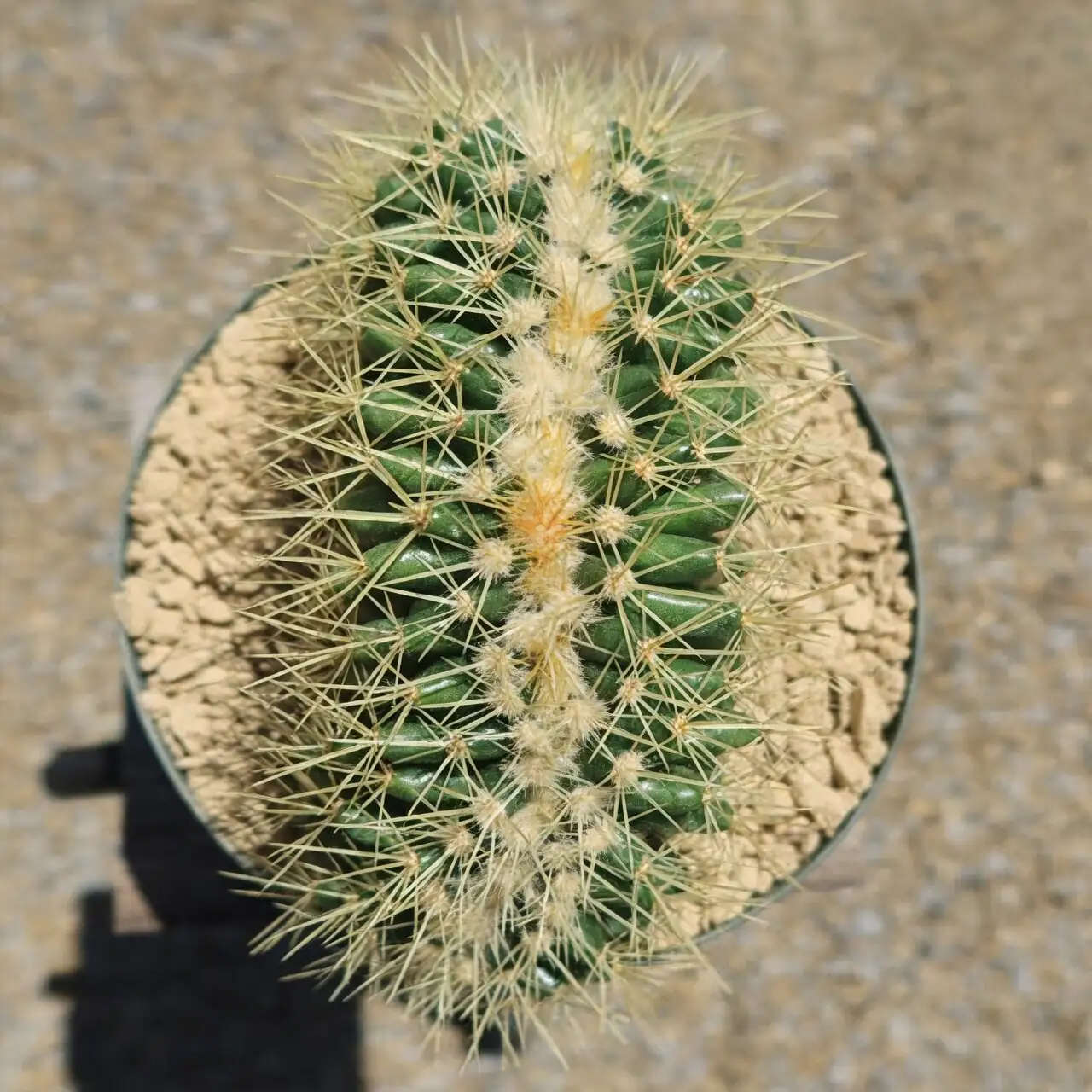 golden barrel cactus spines close-up