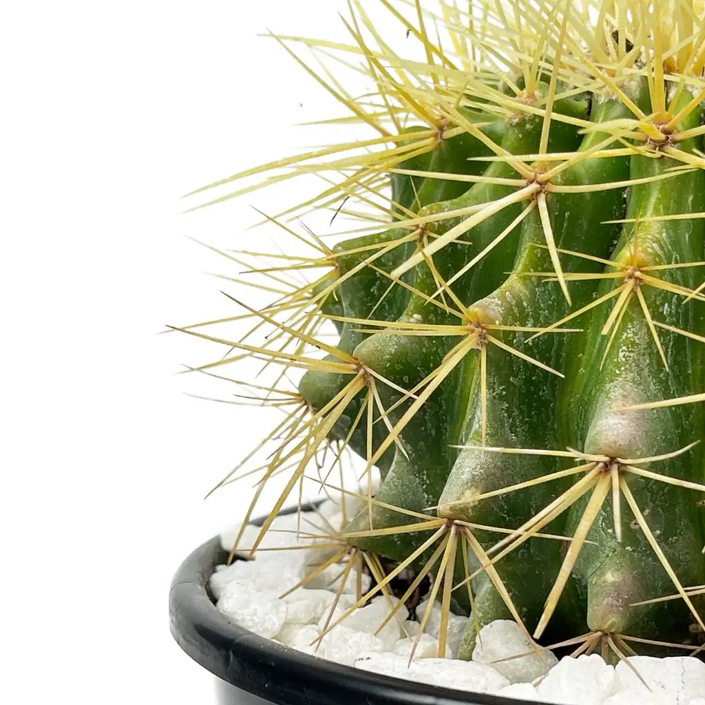 golden barrel cactus spine close-up