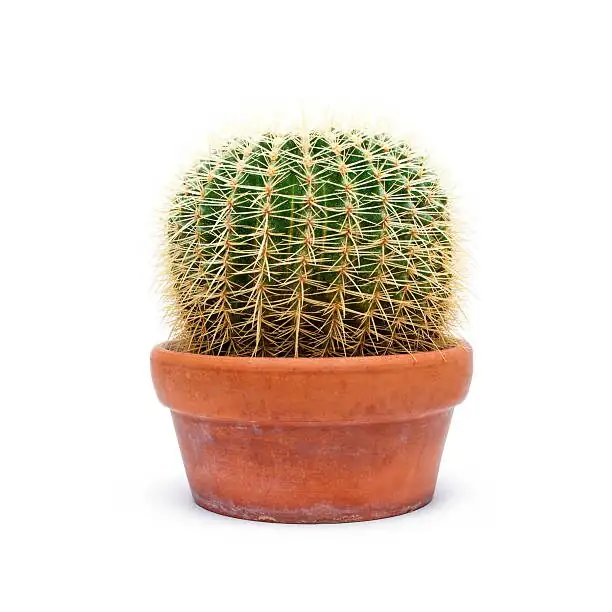golden barrel cactus terracotta pot