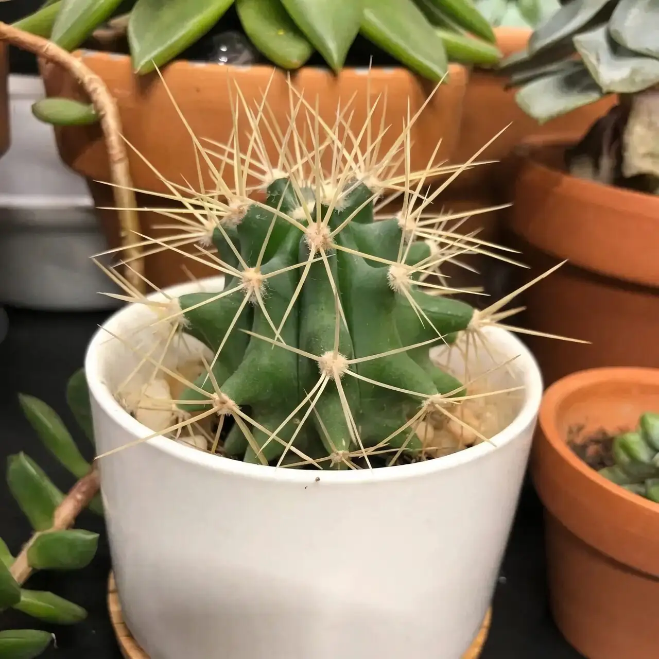 golden barrel cactus south window light