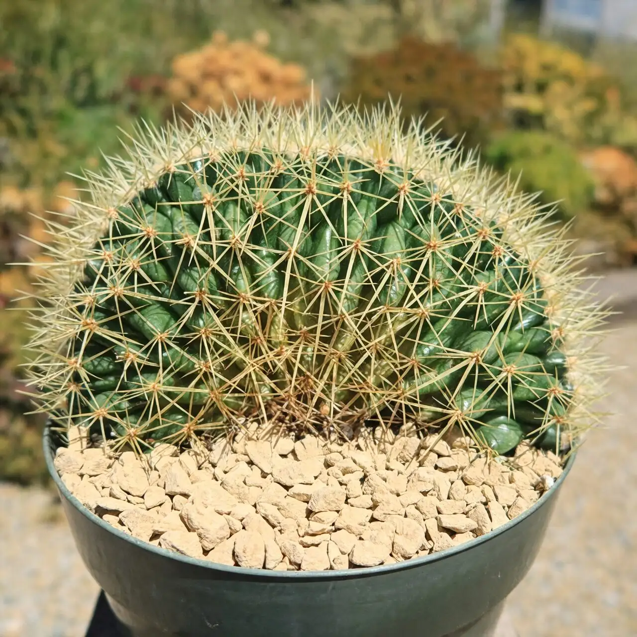 golden barrel cactus entryway console