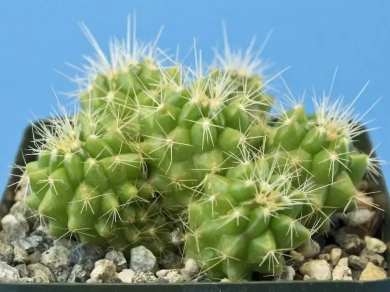 golden barrel cactus seed tray