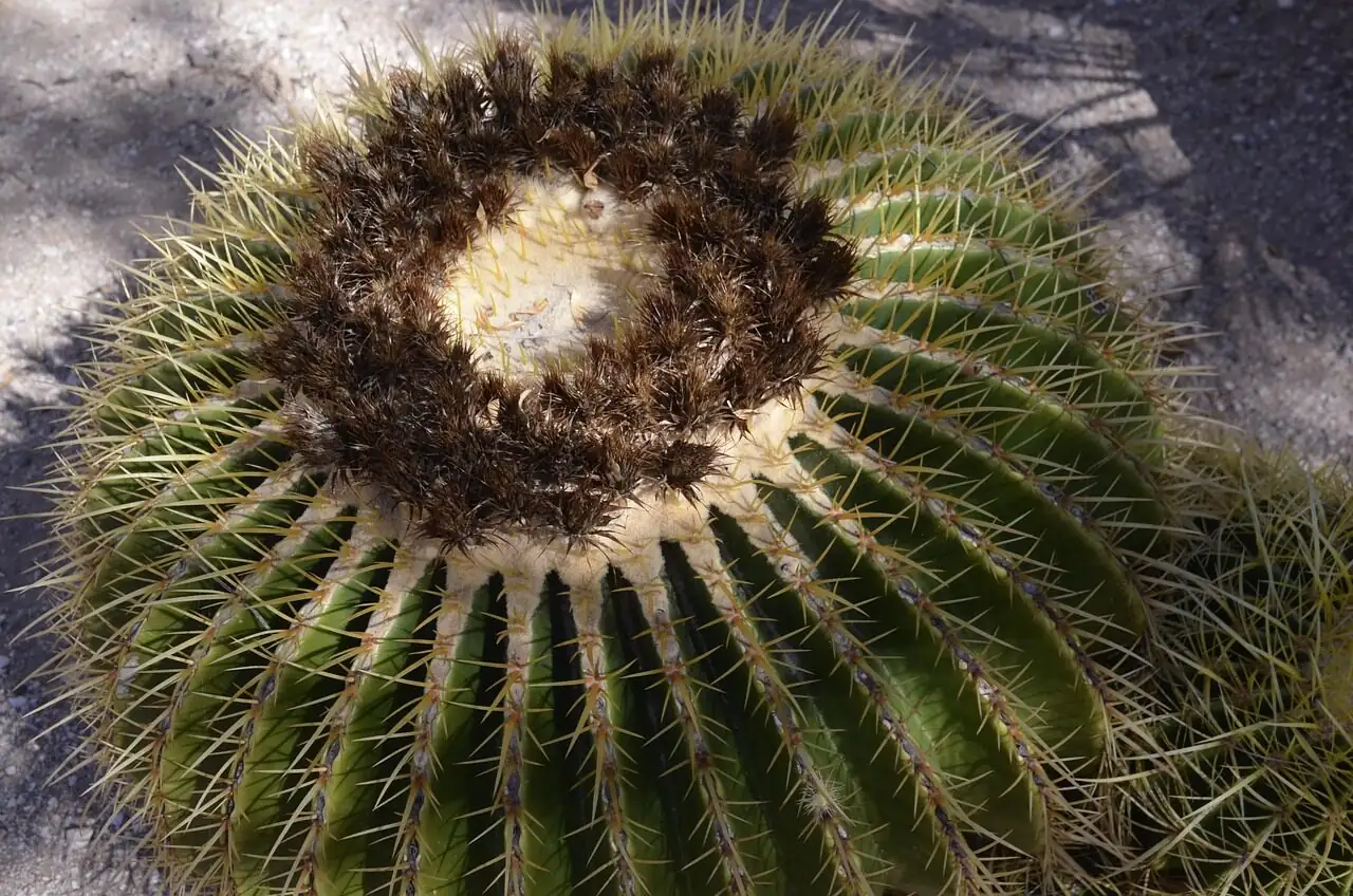 golden barrel cactus pups emerging