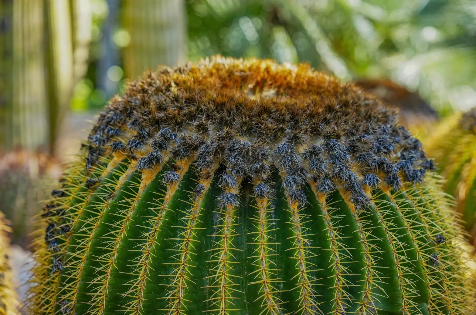 golden barrel cactus pup rooting