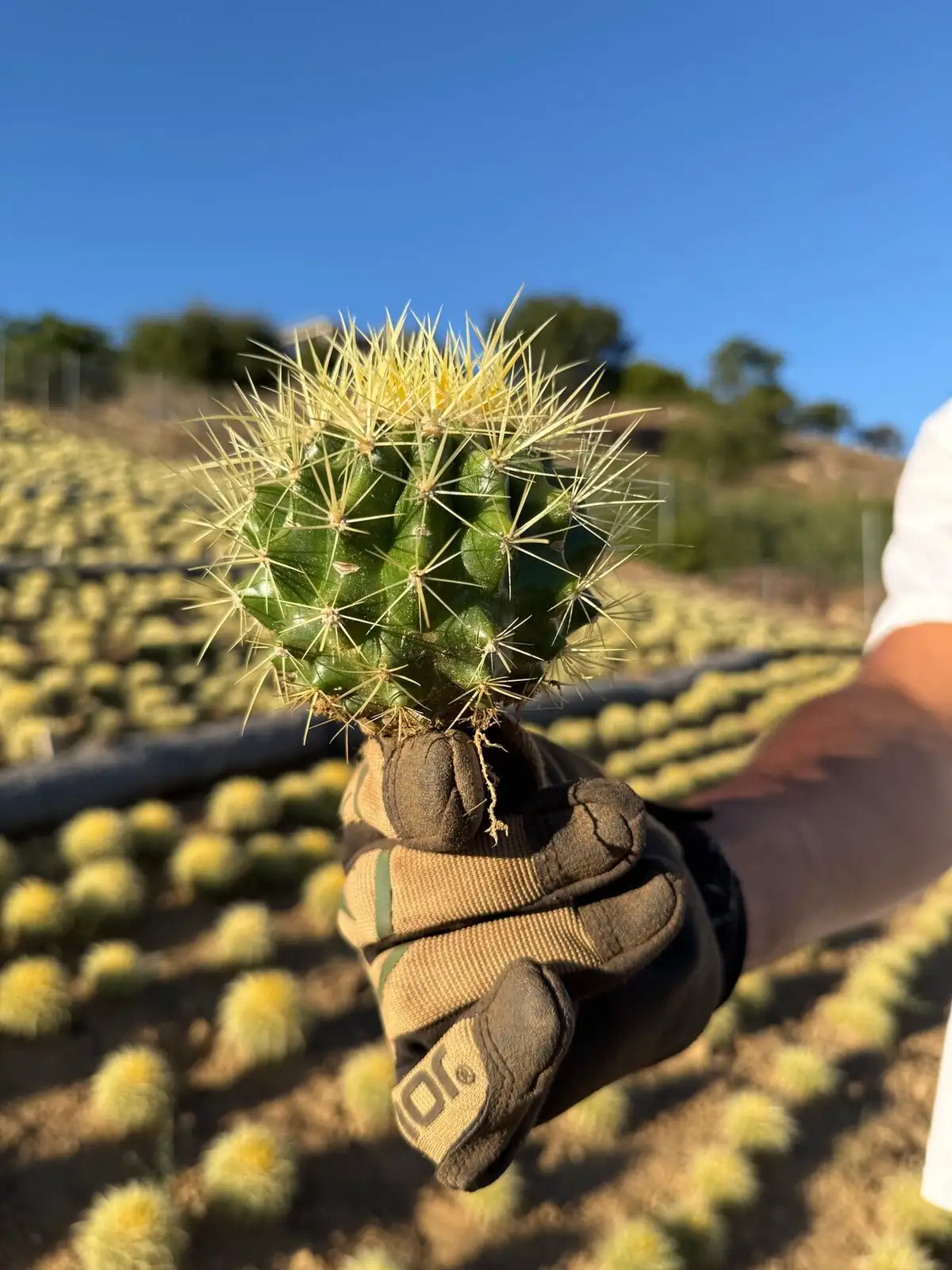 golden barrel cactus grafting hylocereus