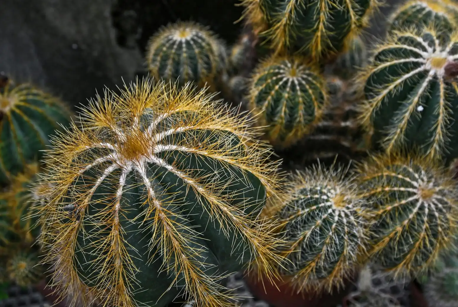 golden barrel cactus spine close-up
