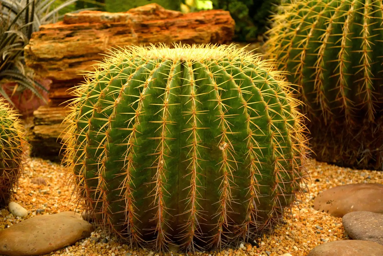 golden barrel cactus agave planter