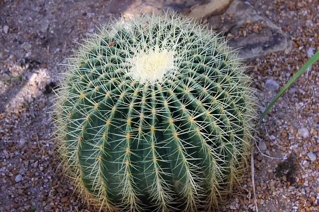 golden barrel cactus with columnar cactus gravel