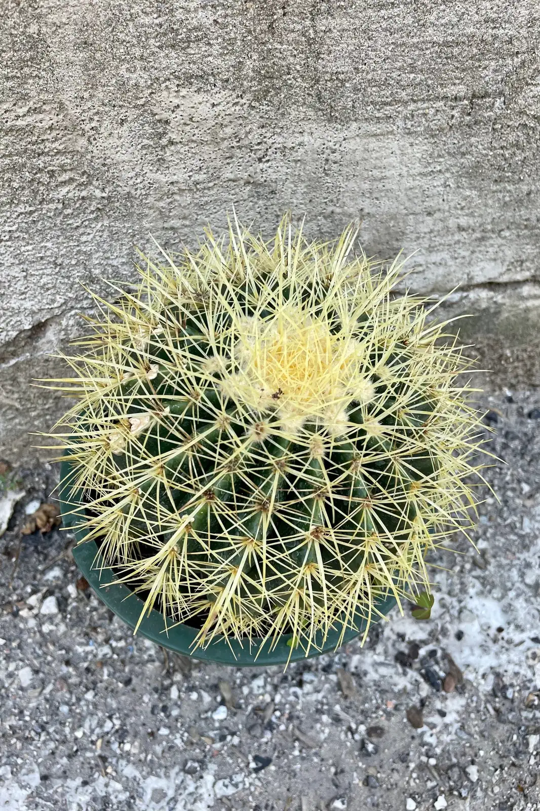 golden barrel cactus cluster dry riverbed