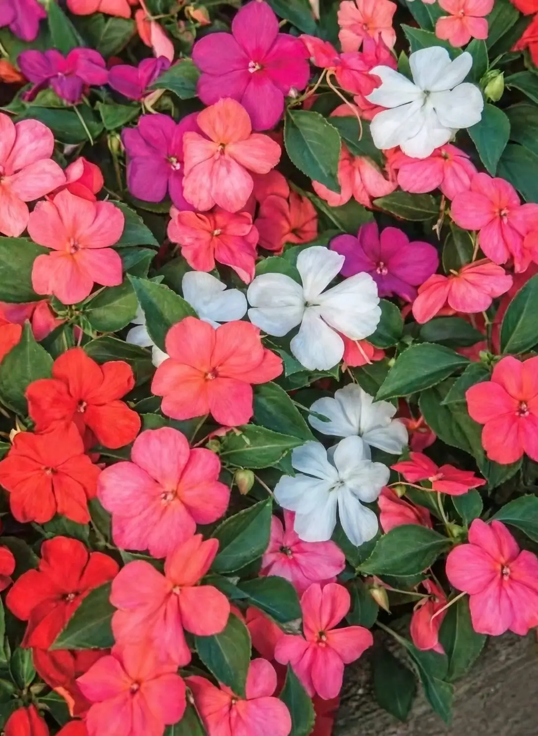 impatiens repotting soil mix