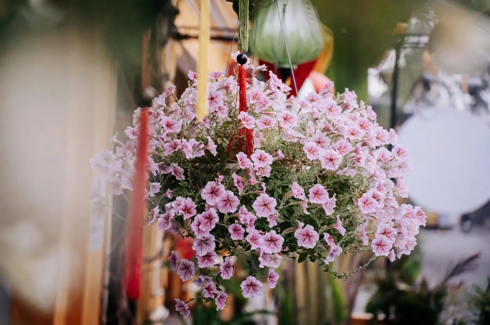 impatiens hanging basket full bloom