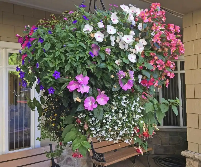 impatiens porch hanging baskets