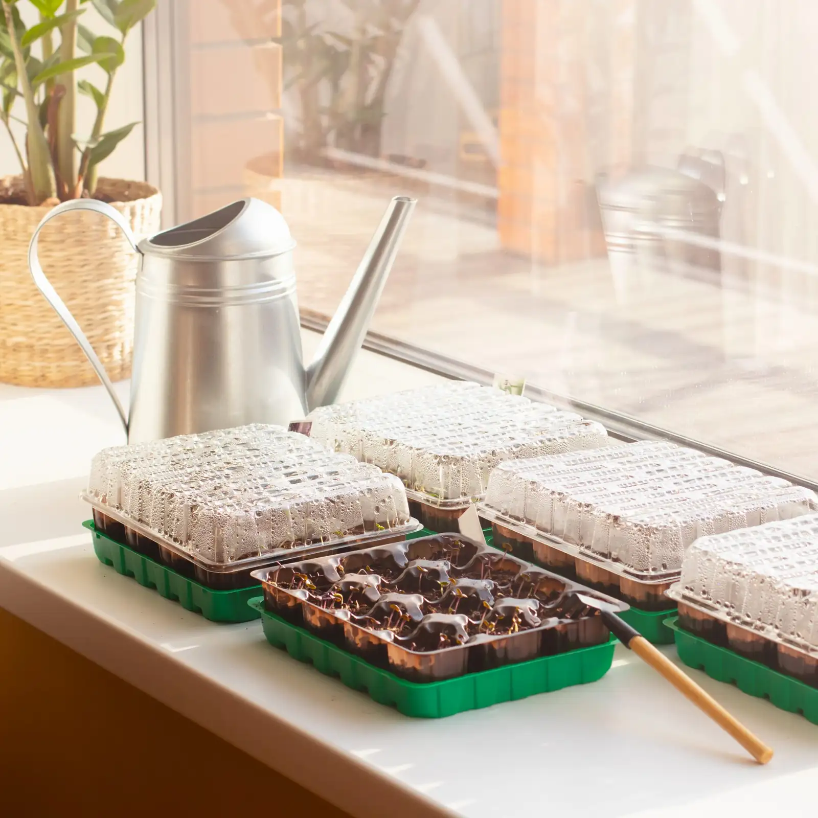 impatiens watering soil edge
