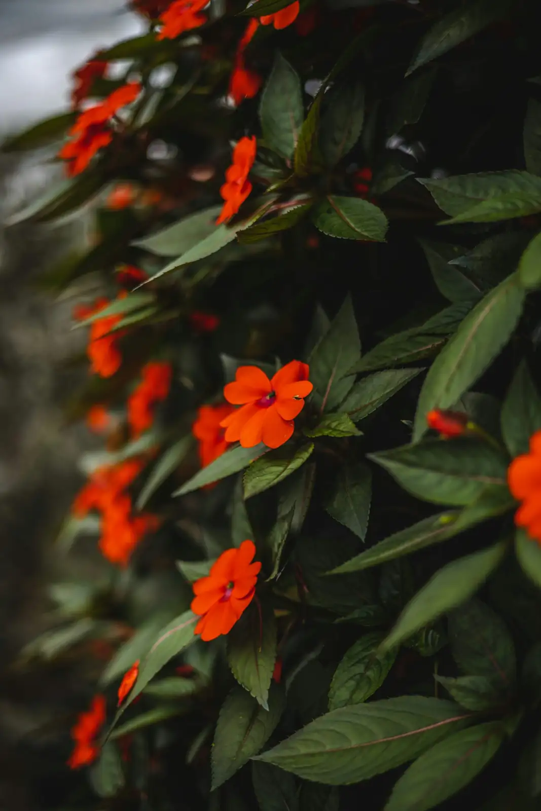 impatiens overwatered yellow leaves