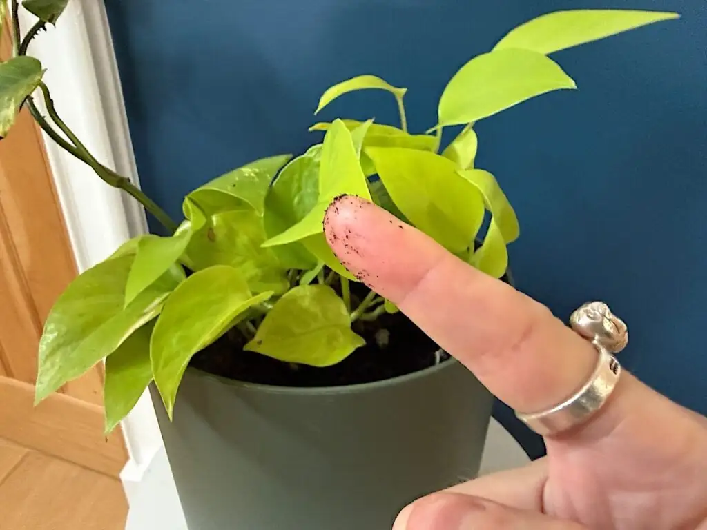 impatiens soil moisture finger test