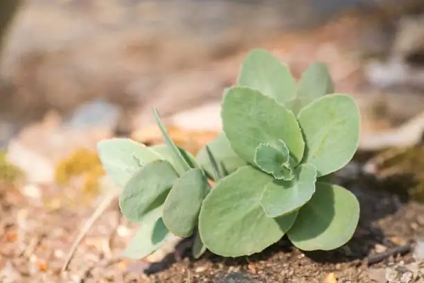 vicks plant watering along rim
