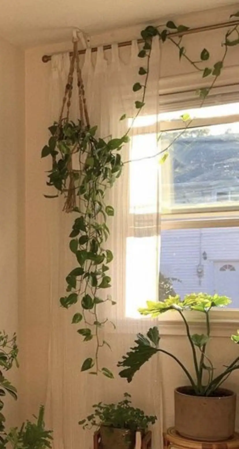 vicks plant south window sheer curtain