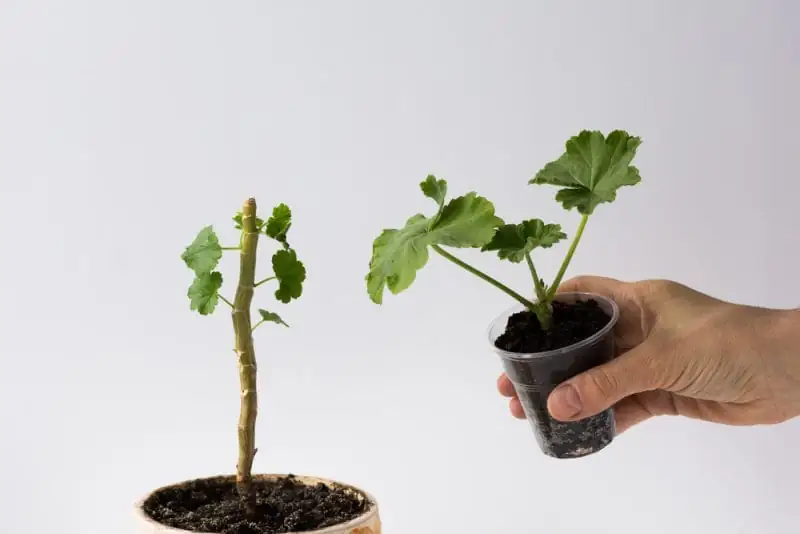 vicks plant stem cutting propagation